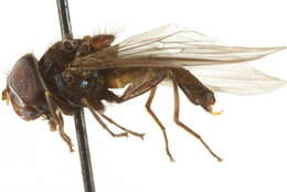 Image of Platycheirus scutigera (Fluke 1945)