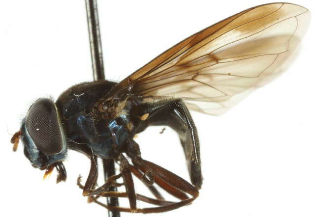 Image of Platycheirus scutigera (Fluke 1945)