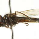 Image of Platycheirus setitarsis Vockeroth 1990