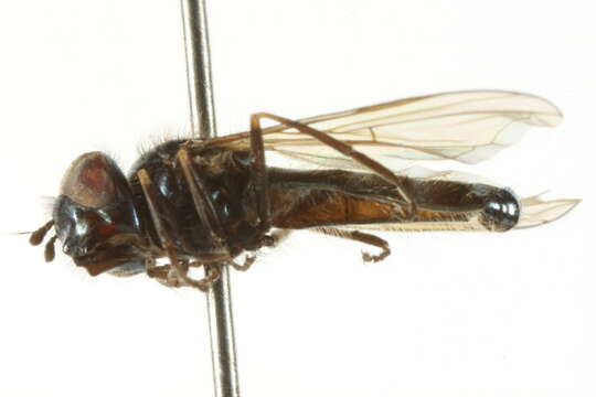 Image of Platycheirus setitarsis Vockeroth 1990