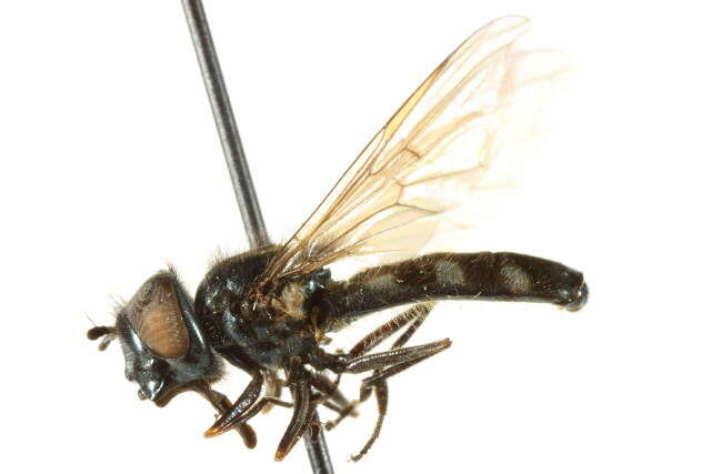 Imagem de Platycheirus setitarsis Vockeroth 1990