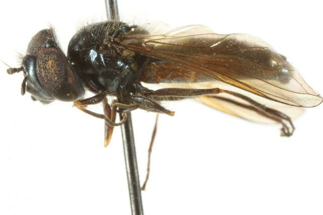 Imagem de Platycheirus setitarsis Vockeroth 1990