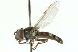 Image of Platycheirus spinipes Vockeroth 1990