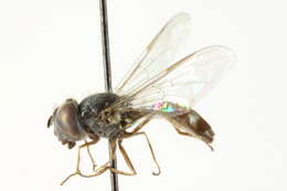 Image of Platycheirus spinipes Vockeroth 1990