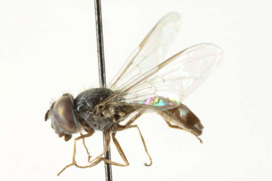 Image of Platycheirus spinipes Vockeroth 1990