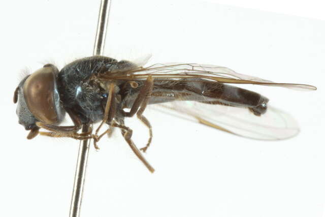 Image of Platycheirus spinipes Vockeroth 1990