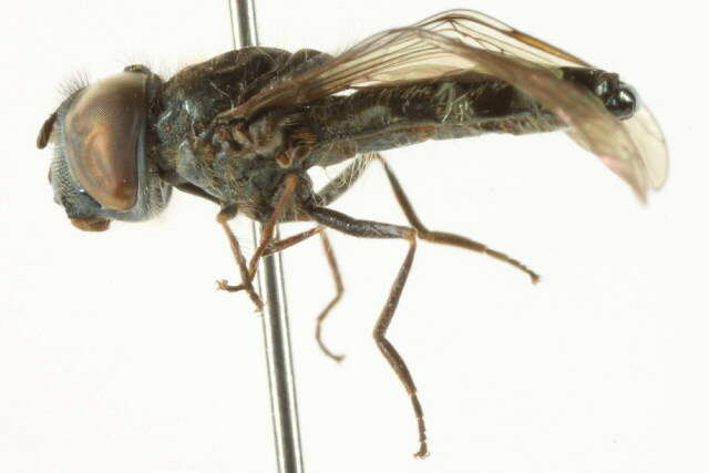 Image of Platycheirus spinipes Vockeroth 1990