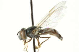 Image of Platycheirus spinipes Vockeroth 1990