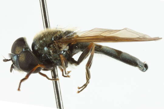 Image of Platycheirus striatus Vockeroth 1990