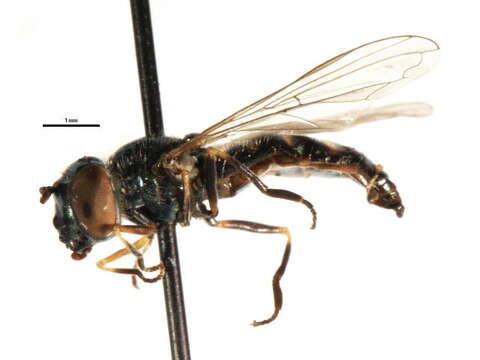 Image of Platycheirus transfugus (Zetterstedt 1838)