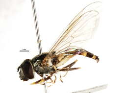 Image of Platycheirus tarsalis