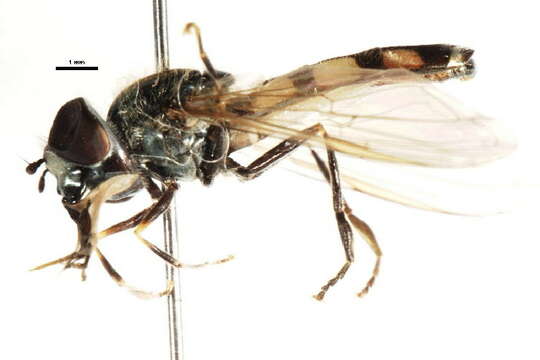 Imagem de Platycheirus ciliger Loew 1856