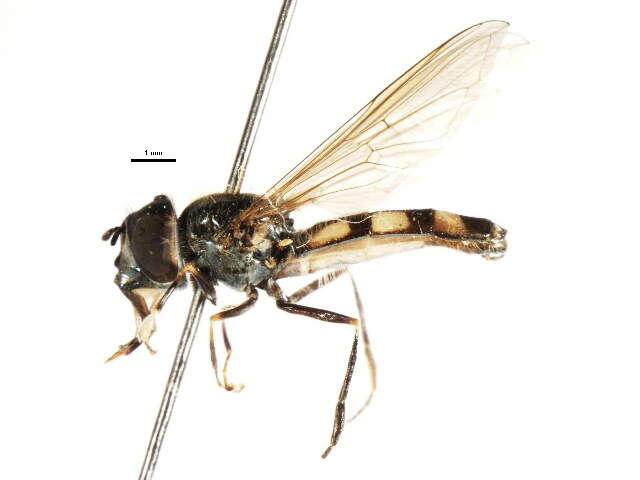 Image of Platycheirus tarsalis