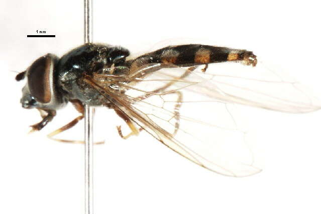 Imagem de Platycheirus ciliger Loew 1856