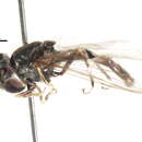 Image of Platycheirus