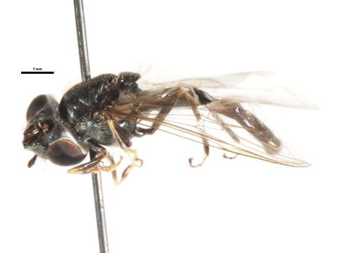 Image of Platycheirus