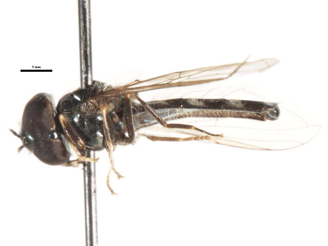 Image of Platycheirus