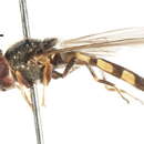 Image of Platycheirus