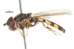 Image of Platycheirus