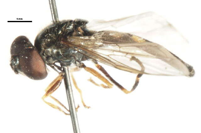 Image of Platycheirus