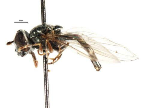 Image of Platycheirus atlasi Kassebeer 1998