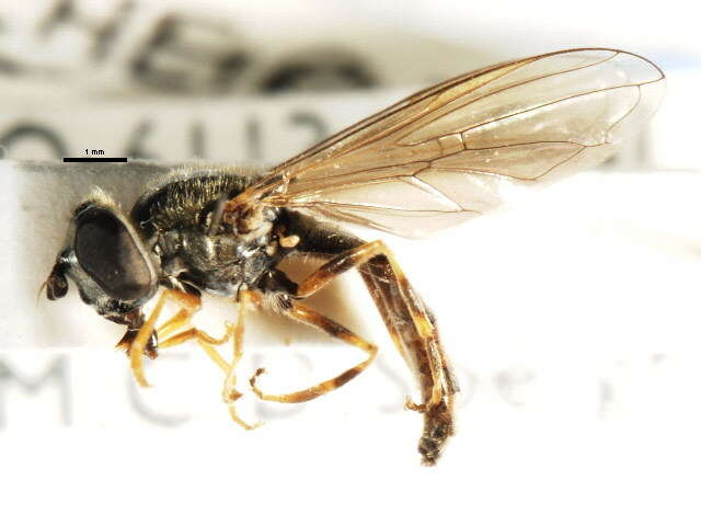 Image of Platycheirus clypeatus (Meigen 1822)