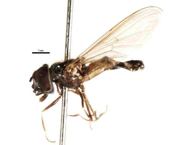 Image of <i>Platycheirus complicatus</i>