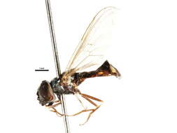 Imagem de Platycheirus sticticus (Meigen 1822)