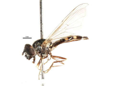 Image of Platycheirus sticticus (Meigen 1822)