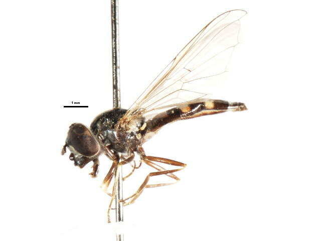 Imagem de Platycheirus sticticus (Meigen 1822)