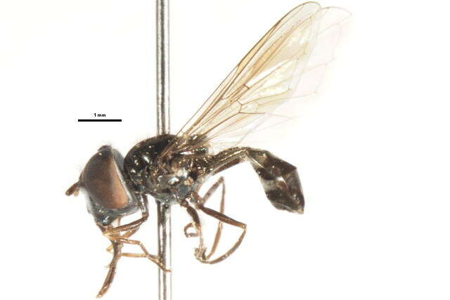 Image of Platycheirus confusus (Curran 1925)