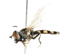 Image de Platycheirus fasciculatus Loew 1856