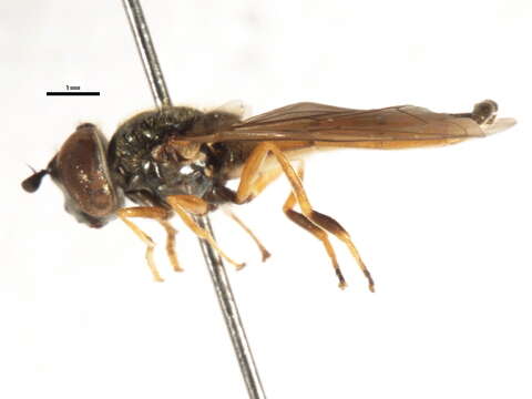 Image of Platycheirus fulviventris (Macquart 1829)