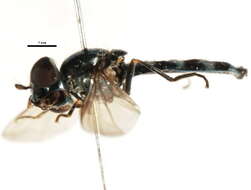 Image of Platycheirus urakawensis (Matsumura 1919)