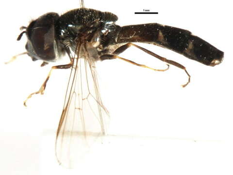 Image of Platycheirus urakawensis (Matsumura 1919)