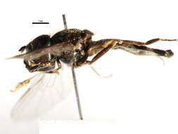 Image of Platycheirus urakawensis (Matsumura 1919)