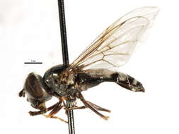 Image of Platycheirus groenlandicus Curran 1927