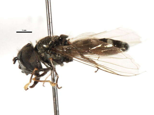 Image of Platycheirus groenlandicus Curran 1927