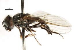 Image of Platycheirus groenlandicus Curran 1927