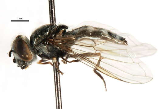 Image of Platycheirus groenlandicus Curran 1927