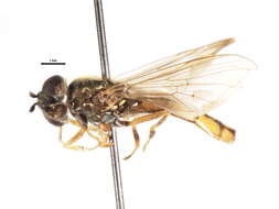 Image of Platycheirus