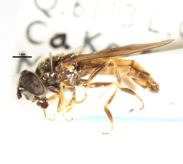 Image of Platycheirus