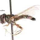 Image of Platycheirus ingerae