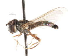 Image of Platycheirus ingerae