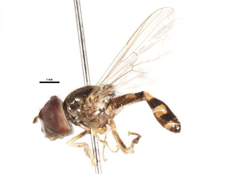 Image of Platycheirus inversus Ide 1926