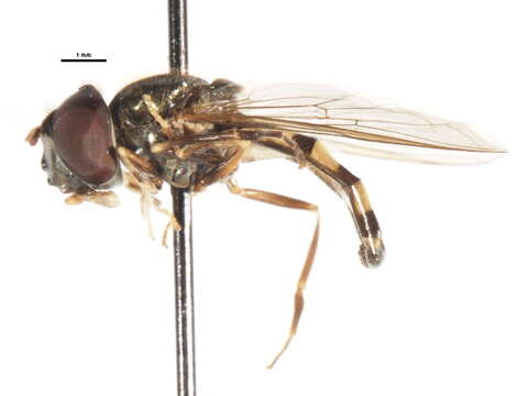 Image of Platycheirus inversus Ide 1926