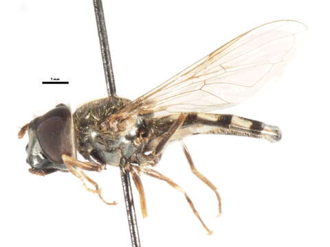 Image of Platycheirus jaerensis (Nielsen 1971)