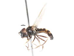 Image of Platycheirus jakuticus Violovitsh 1978