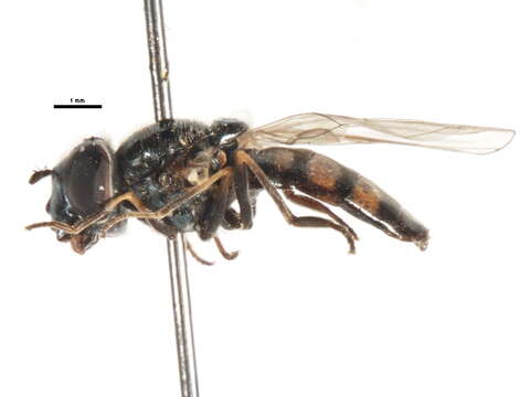 Image of Platycheirus jakuticus Violovitsh 1978