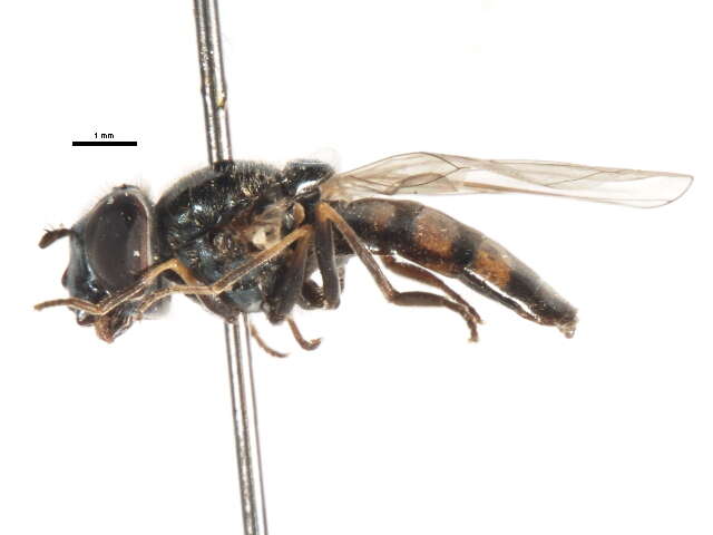 Image of Platycheirus jakuticus Violovitsh 1978